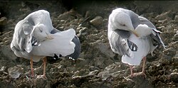 European herring gull (Larus argentatus): The bird on the right is uncovering its uropygial gland to distribute the gland's oil through the plumage by means of preening. The bird on the left is pushing its head towards its uropygial gland.