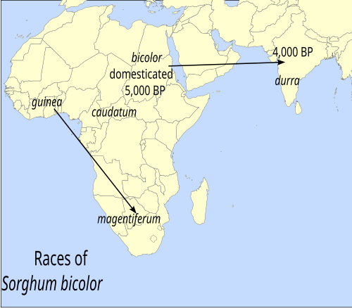 Domestication and the five major races of sorghum[25]