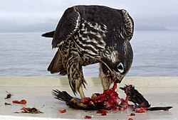 An immature peregrine falcon eating its prey on the deck of a ship