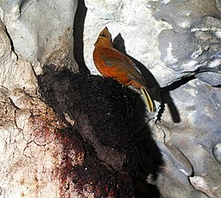A cock-of-the-rock bird standing on a nest in a cave