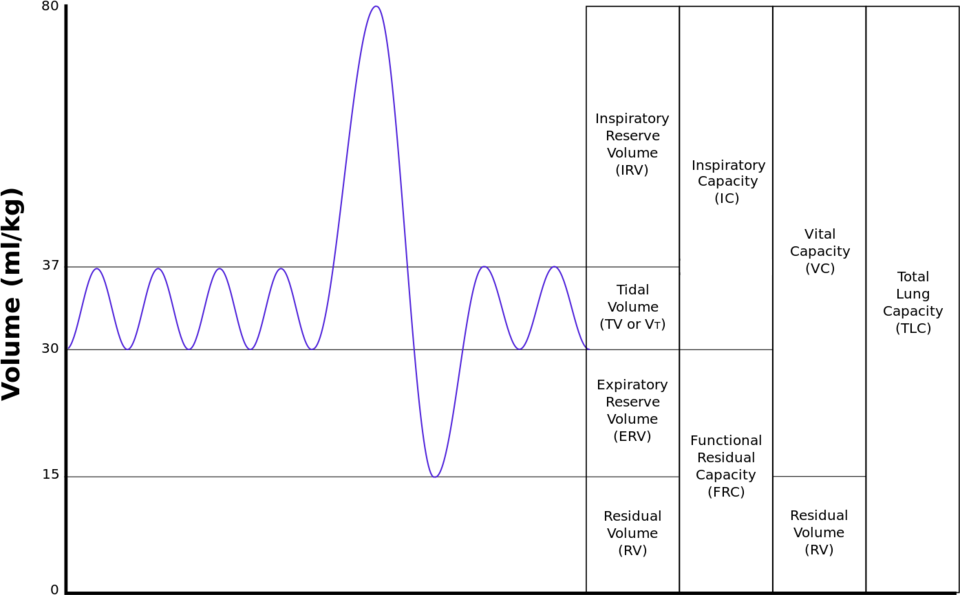 Fig. 3 Output of a 'spirometer'. Upward movement of the graph, read from the left, indicates the intake of air; downward movements represent exhalation.