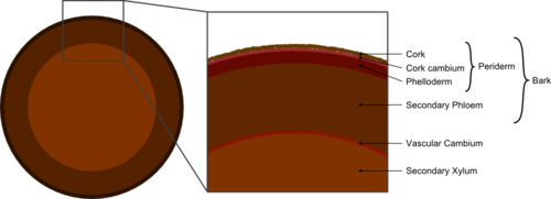 Tree cross section diagram
