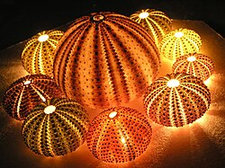 Mediterranean sea urchins illuminated to reveal the mesodermal calcite structure.