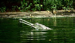 A gharial eating a fish