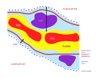 Fig. 10 A histological cross-section through an alveolar wall showing the layers through which the gases have to move between the blood plasma and the alveolar air. The dark blue objects are the nuclei of the capillary endothelial and alveolar type I epithelial cells (or type 1 pneumocytes). The two red objects labeled "RBC" are red blood cells in the pulmonary capillary blood.