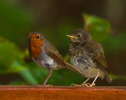 Adult and juvenile Gran Canaria robins