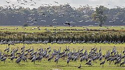 In the autumn, gigantic numbers of common cranes gather in the northern federal German states of Mecklenburg-Vorpommern and Brandenburg in order to rest and prepare themselves for the long journey south.