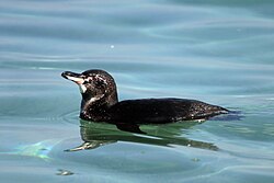 The endangered Galapagos penguin. The penguin is an accomplished swimmer, having flippers instead of wings.
