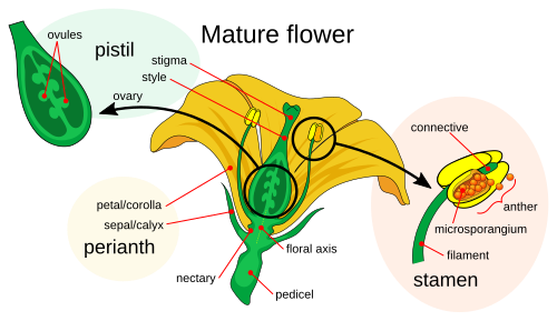 Anatomy of the flower