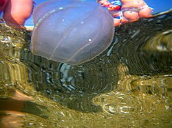 Beroe ovata at the surface on the Black Sea coast