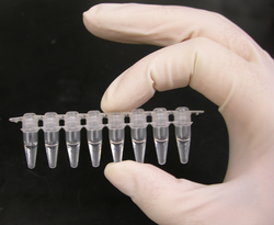 A strip of eight PCR tubes, each containing a 100 μL reaction mixture