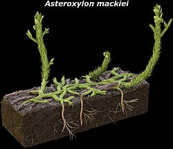 Asteroxylon, an early vascular plant related to lycopods