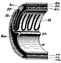 Structure of branchial region – bc, coelom. tb, tongue-bars. ds, mesentery. pr, ridge. vv, vessel. gp, gill-pore. dn, dorsal nerve. dv, vessel. œ, oesophagus. vs, mesentery. vn, ventral nerve.[15]