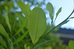 Coca leaves in Meta Department, Colombia, approached by the Inca for many uses