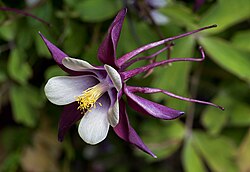 The long nectar spurs on this Aquilegia allow specialisation for a certain pollinator.