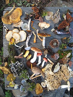 An example of the biodiversity of fungi in a forest in North Saskatchewan (in this photo, there are also leaf lichens and mosses).