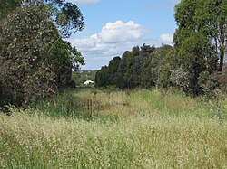 Ecosystem restoration for the superb parrot on an abandoned railway line in Australia