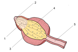 Chicken gizzard cross-section. (1) Proventriculus (2) Esophagus (3) Stones (4) Muscular wall of gizzard (5) Duodenum