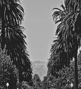 Palm Trees planted throughout Los Angeles during the 1920s