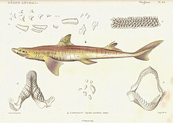 Spiny dogfish. 1828 edition