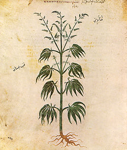 Cannabis sativa from Vienna Dioscurides, c. 512 CE
