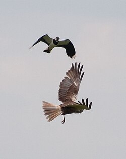 A western marsh harrier is mobbed by a northern lapwing. The marsh harrier, a male, had been quartering the ground in which lapwing and redshank were nesting.