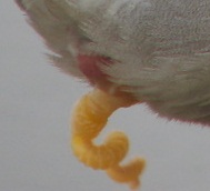 A mallard penis[5]