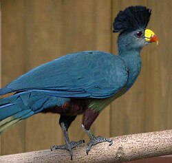 Great blue turacoCorythaeola cristata