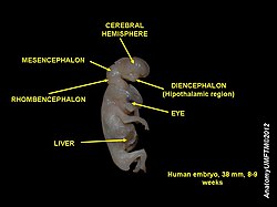 Cerebral hemispheres of a human embryo at 8 weeks