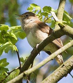 Nightingales are admired for their unusually rich song.[41]