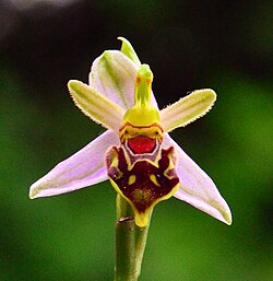 Ophrys apifera is an orchid species that has a highly evolved plant-pollinator relationship. This specific species displays sexual deception and floral mimicry that have resulted from the selection pressures of bees.