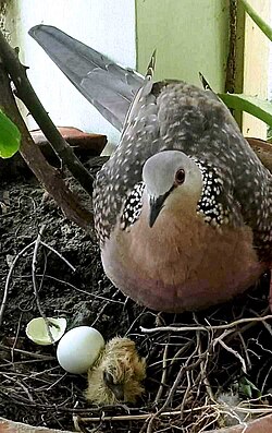 Spotted dove (Spilopelia chinensis) on its nest, with one unhatched egg and one hatchling