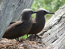 Brown noddy nest on stump of Casuarina equisetifolia