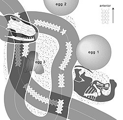 Diagram of the fossil snake Sanajeh as found, coiled with sauropod eggs and nestlings