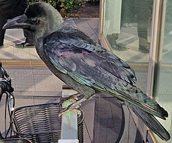 Large-billed crow in Tokyo, Japan. Note the robust beak, rounded head and iridescent black plumage.