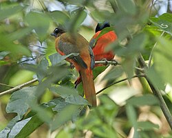 A pair of scarlet-rumped trogons, showing sexual dimorphism in the plumage. The female is on the left, male on the right.