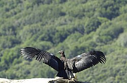 The California condor is one of North America's most endangered birds.