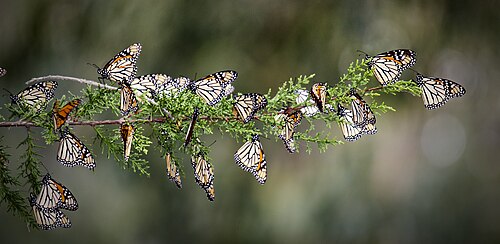 String of monarchs wintering at California's Pismo State Beach Monarch Preserve (2015)