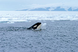 An orca plays with a ball of ice, soon after a researcher threw a snowball at the whale.