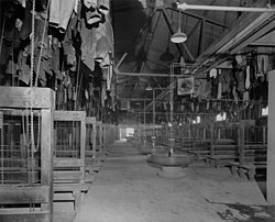 View showing miners' clothes suspended by pulleys, also wash basins and ventilation system, Kirkland Lake, Ontario, 1936