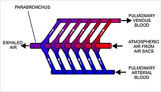 Fig. 9. A diagrammatic representation of the cross-current respiratory gas exchanger in the lungs of birds. Air is forced from the air sacs unidirectionally (from right to left in the diagram) through the parabronchi. The pulmonary capillaries surround the parabronchi in the manner shown (blood flowing from below the parabronchus to above it in the diagram).[12] Blood or air with a high oxygen content is shown in red; oxygen-poor air or blood is shown in various shades of purple-blue.