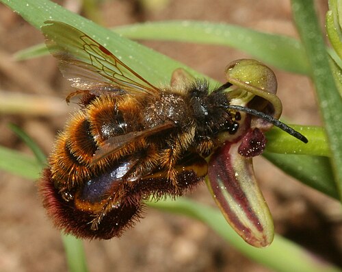 The pollinating wasp Dasyscolia ciliata in pseudocopulation with a flower of Ophrys speculum[1]