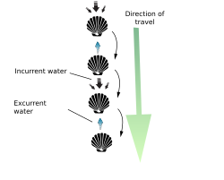 Scallop in jumping motion; these bivalves can also swim.