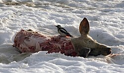 Scavenging on a dead pig