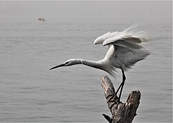 Egret looking for fish, Sea of Galilee, Israel