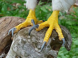 Scales on the talons of a Steller's sea eagle (Haliaeetus pelagicus)