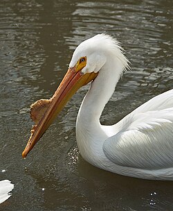 American white pelican. The knob on its bill develops before the breeding season.