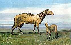 Protorohippus