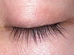 Eyelids and eyelashes are a unique characteristic of most mammalian eyes, both of which are evolutionary features to protect the eye.