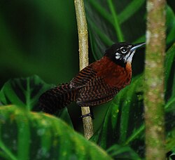 Bay wren (Cantorchilus nigricapillus)
